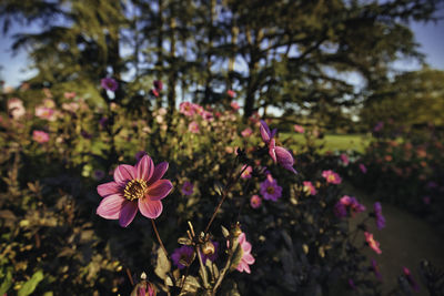 Close-up of pink flowering plant in park