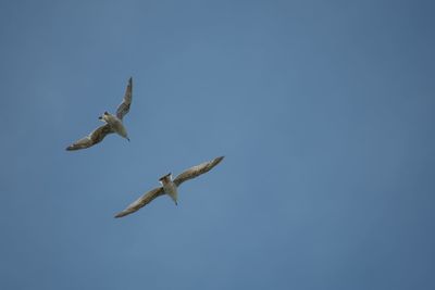 Low angle view of seagull flying