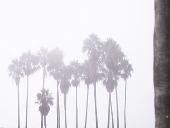 Low angle view of coconut palm trees against sky