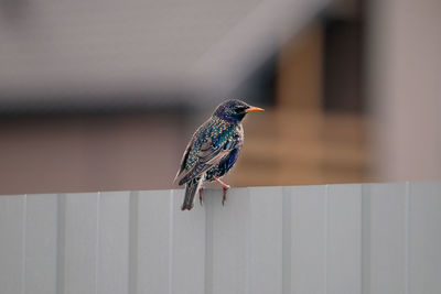 Close-up of bird perching on wall