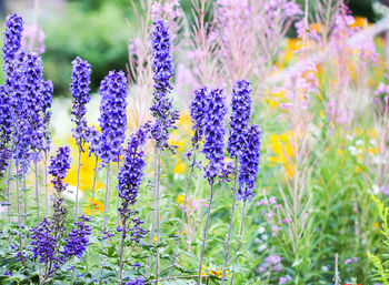 Close-up of purple flowering plants on field