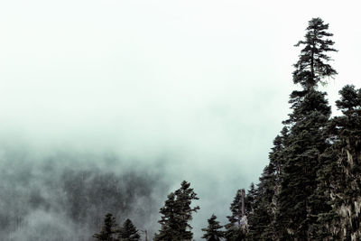 Low angle view of trees against sky