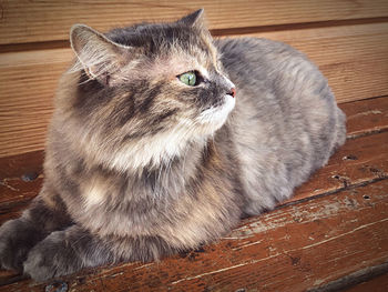 Close-up of a cat looking away