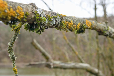 Close-up of moss on branch against blurred background