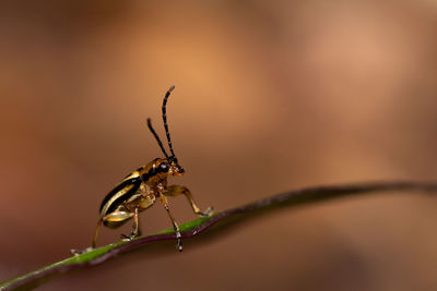 Close-up of insect