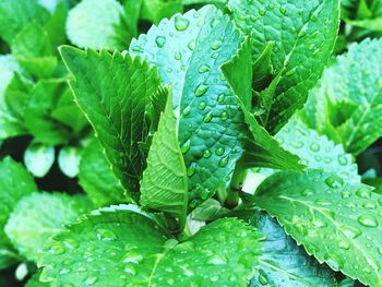 Close-up of raindrops on leaves