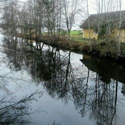 Reflection of bare trees in water