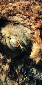 Close-up of animal eye
