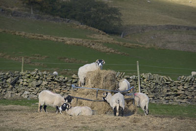 Sheep clamber about on this hay stack feeder, with one at the top looking directly at the camera