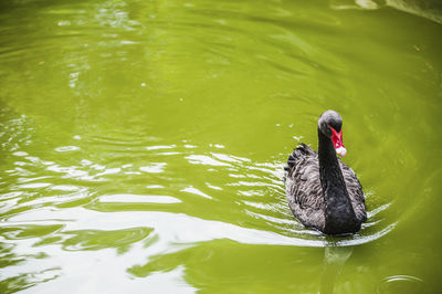 High angle view of black swan swimming in pond at zoo