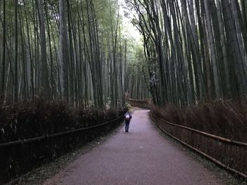 Rear view of man walking on road amidst trees in forest