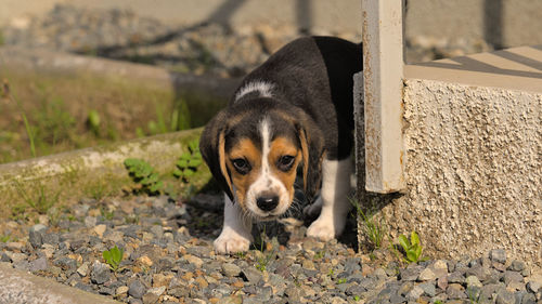pet