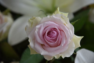 Close-up of pink rose