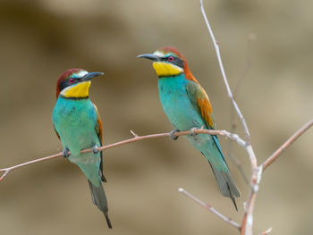 Close-up of birds perching on branch