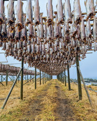 Fish drying racks in lofoten