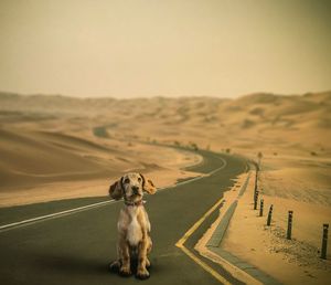 Portrait of a dog on road