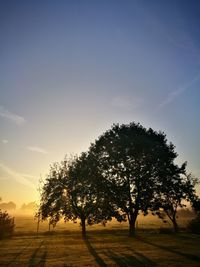 Tree on field against sky during sunset