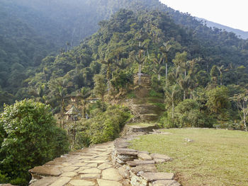 Footpath amidst plants and trees against mountain