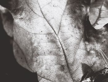 Low angle view of tree against sky