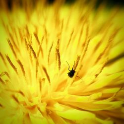 Close-up of bee pollinating on yellow flower