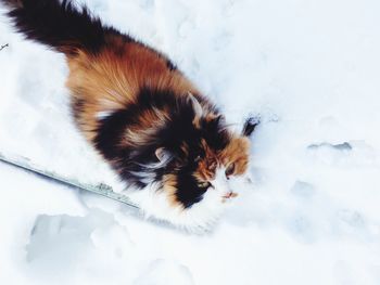 High angle view of cat lying on snow