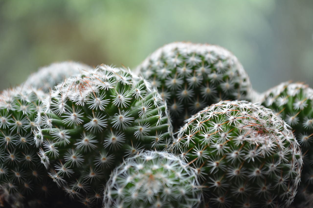 Mammillaria dioica