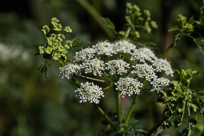 Close-up of white flowering plant