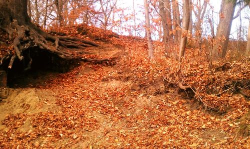 Trees in forest