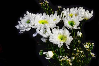 Close-up of white flowers blooming against black background