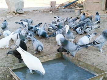 View of birds pecking grains