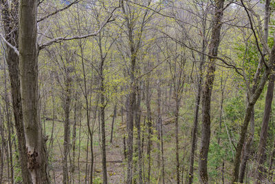 Full frame shot of trees in forest