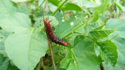 Close-up of insect on leaf