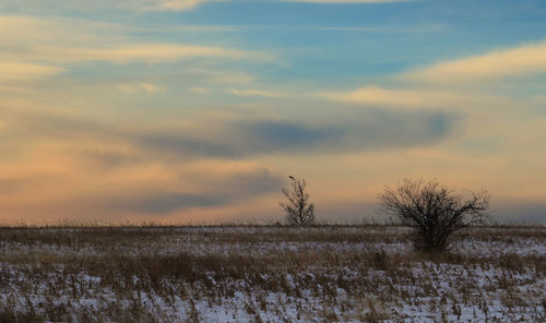 Scenic view of field against sky during winter