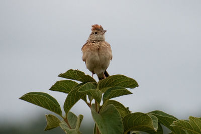 Bird perching on a plant