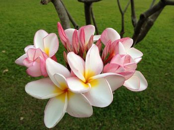 Close-up of pink and white flower on field