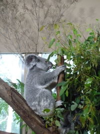 Low angle view of cat on tree