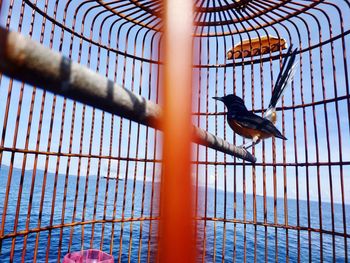 Bird perching in cage