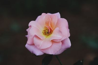 Close-up of pink rose