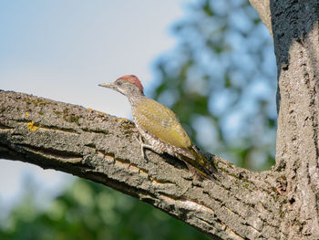 Close-up of bird perching on tree