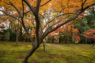 Trees on landscape against sky during autumn