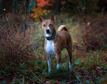 Portrait of dog standing on field