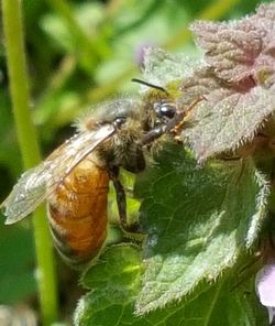 Close-up of insect on flower