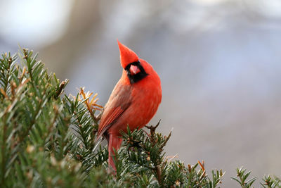 Male northern cardinal