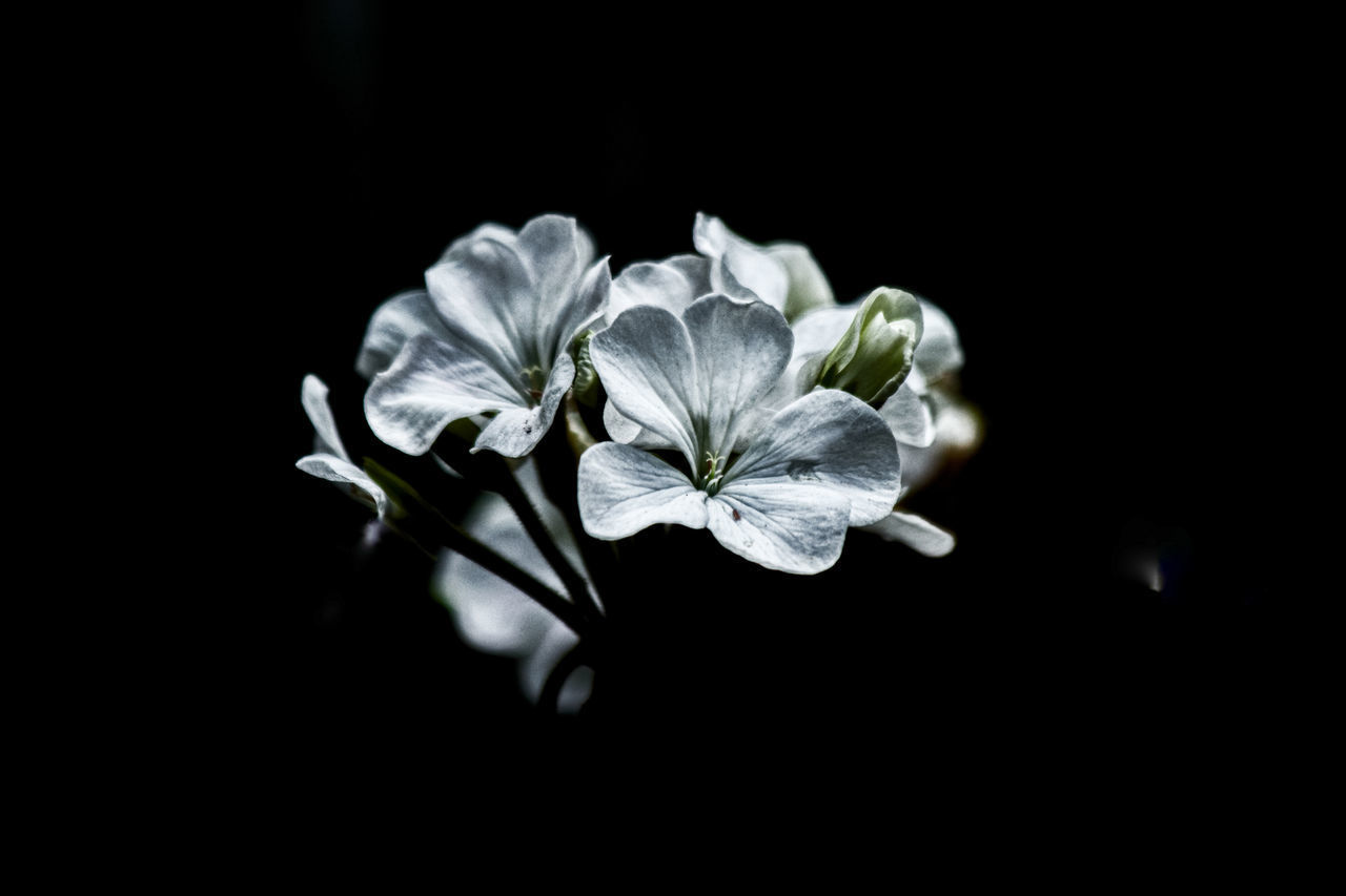 CLOSE-UP OF WHITE ROSE FLOWER AGAINST BLACK BACKGROUND