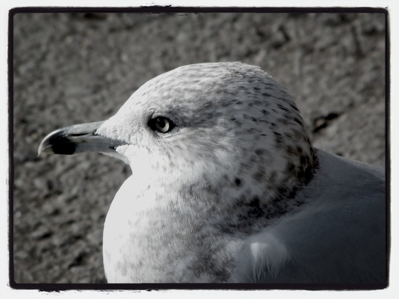 Bird in Park