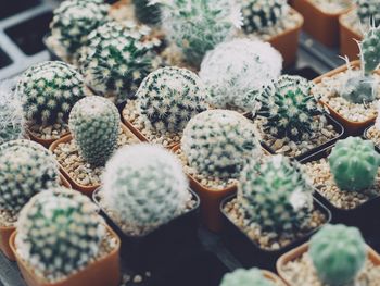 High angle view of succulent plants in market