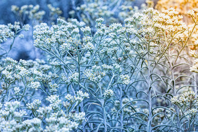 Close-up of snow covered plants against blue sky