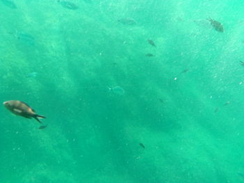 Fish swimming in sea