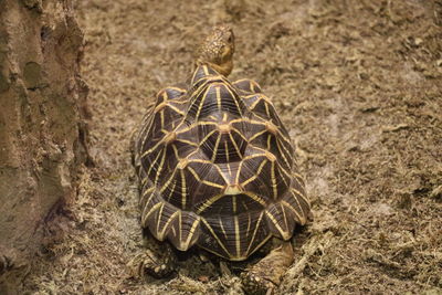 Close-up view of box turtle 