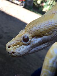 Close-up of lizard